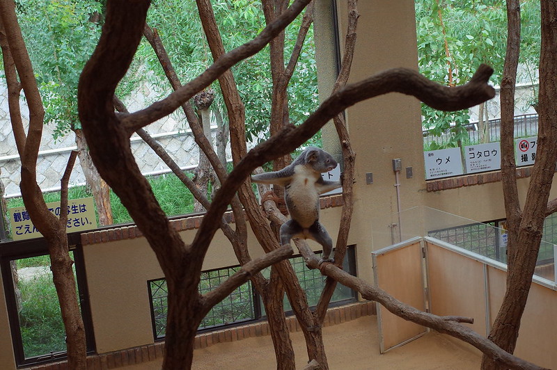 神戸王子動物園コアラ