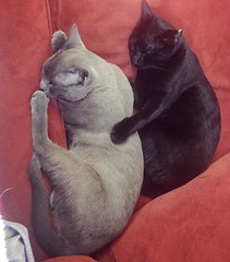 Let me take care of you 😻😻😻 #takingcare #love #sleep #dreams #catsagram #cats #catsofinstagram #catoftheday #catlife #meow #pawlove #tonkinese #straycat #brucethecat #lunathecat #blackcat #norasism #onlylove #l