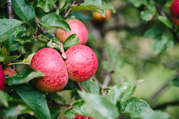 cider apples Bulmers by Sarka Babicka Photography
