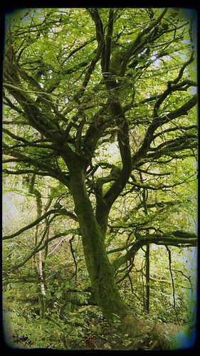 Killarney Trees (apped in Pixlromatic)