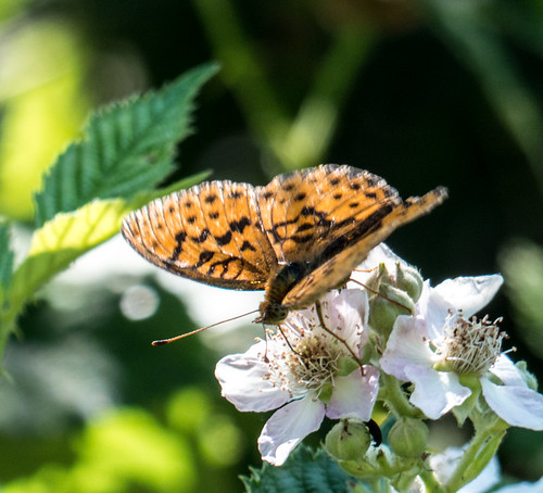 bulgaria butterfliesfritillaries butterflymoth europe marbledfritillary peterphoto novakovo plovdiv