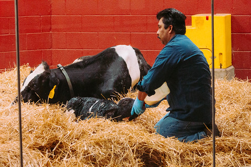 cow baby birthing barn newton indiana fair oaks farm may 2016 milk feeding calf