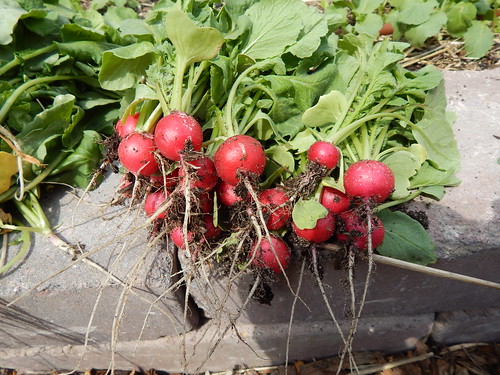 More Thoughts on Interplanting Radishes & Parsnips | The Demo Garden Blog