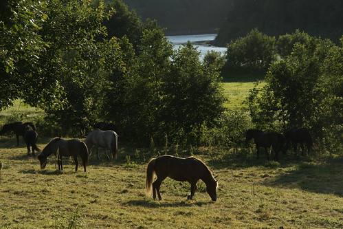 horses horse nature water river vann hest elv trøndelag jørum namdal