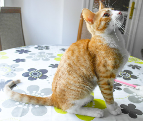 Simón, gatito naranja y blanco de ojos miel esterilizado, muy juguetón, nacido en Marzo´14, en adopción. Valencia. ADOPTADO. 15802057376_acbb94dee5