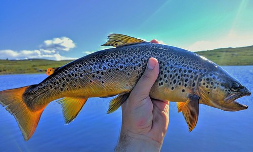 sunny brown trout norway fishing nexus 6p