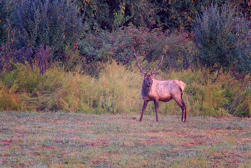 antlers autumn elk kentucky mammal wildlife debord unitedstates us