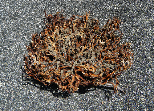 seaweed on the sand at Botanical Beach