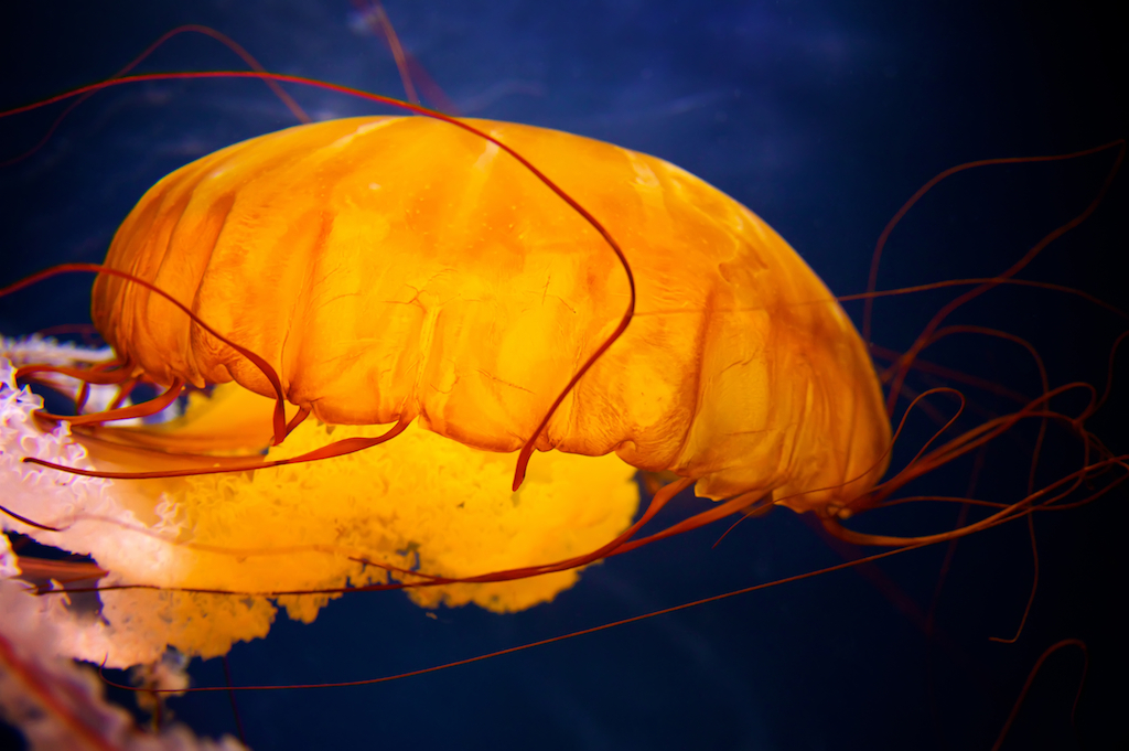 Pacific sea nettle jellyfish floating in the blue water, photography art, for home and office décor. Title is: 129