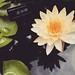 #shanghai #shanghailife #lotus #china #summer #iphone