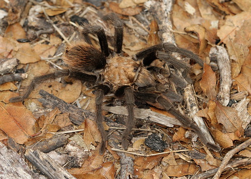 arthropod spider araneae theraphosidae aphonopelma aphonopelmachalcodes desertblondtarantula fieldtrip bugguidegathering2013 canonef100mmf28macrousm arizona