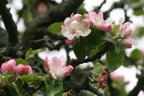 nature germany appletree apfelbaum odenwald appleblossoms frankenhausen apfelblüten ivlys