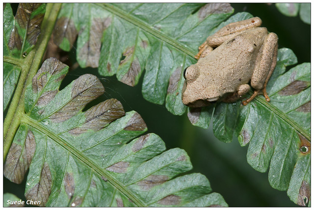 褐樹蛙 Buergeria robusta (Boulenger, 1909)