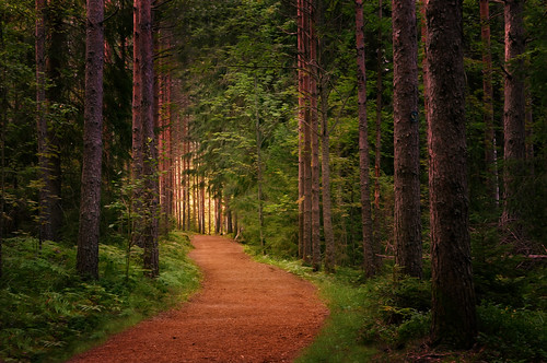 forest tree trees trace pine path landscape leaf leaves light morning luukki espoo finland