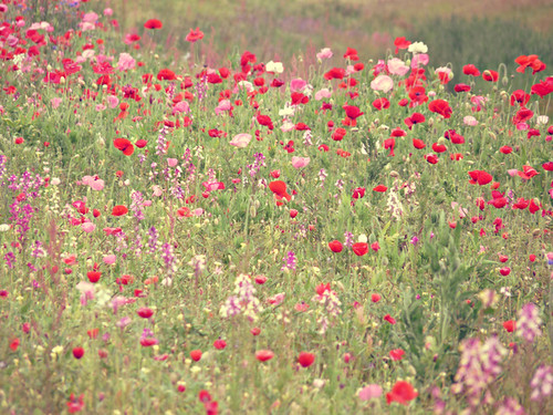 flowers red painterly floral field botanical spring corn bokeh meadow poppies wildflowers impressionist bokehlicious