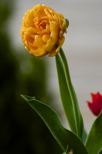 flower nikon outdoor misc tripod tulip snapshots goldenhour d600 amateurphotography manilafocus