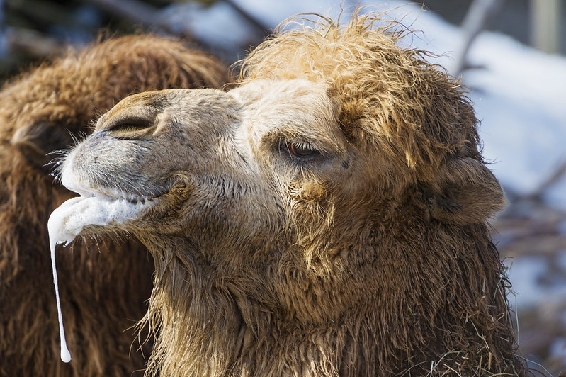 A close-up of the heads of two camels, and one is drooling heavily