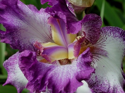  Nos Iris : floraisons 2012 - Page 2 8984669083_1dd804b768