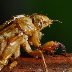 Close-up of dirt-covered empty cicada nymph shell (2013 Brood II, Magicicada septendecim, also called Pharaoh Cicada or the 17-year Locust) - 1