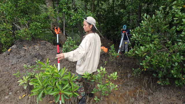 Restore Ubin Mangroves (R.U.M.) Initiative mapping mangroves
