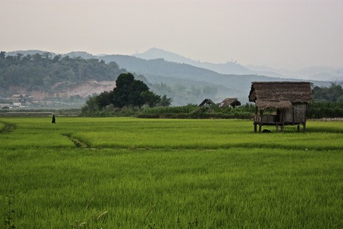 insane greens across the wet rice paddies