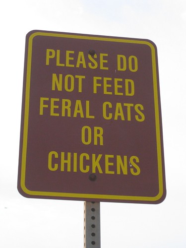 feral cats or chickens