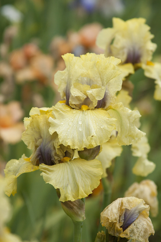 Yellow purple iris