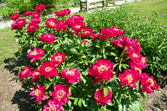 Peony Gardens at the Nichols Arboretum (University of Michigan, Ann Arbor) - May 30, 2013