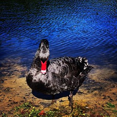 Another swan from this morning. A little ungainly out of the water. #Perth #perthlife #iphoneonly  #perthisok #HydePark