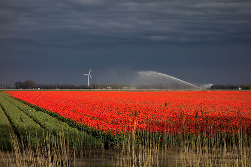 flowers storm holland netherlands night tulips sony nederland noordoostpolder nop kaj tulpen rx100 tulpenroute