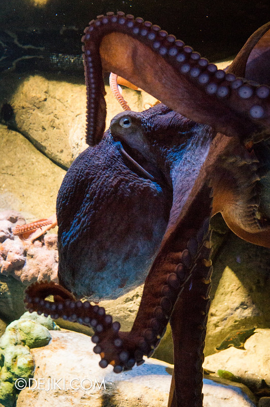 Marine Life Park Singapore - S.E.A. Aquarium - Giant Octopus
