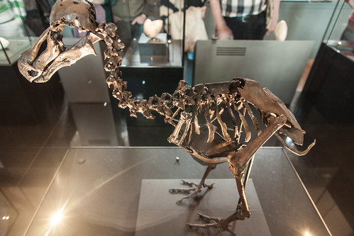 Dodo Skeleton
