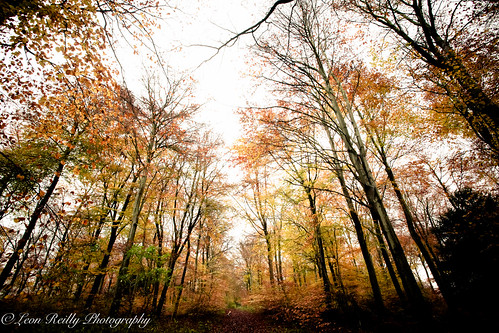 autumn fall colour woods woodland southdowns hampshire qecp leaves canon eos5d 1740mm canonllens 5d eos lightroom copyrightleonreilly leonreilly leonreillyphotography canoneos
