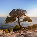 Ibiza - Os presento a mi árbol favorito de Ibiza