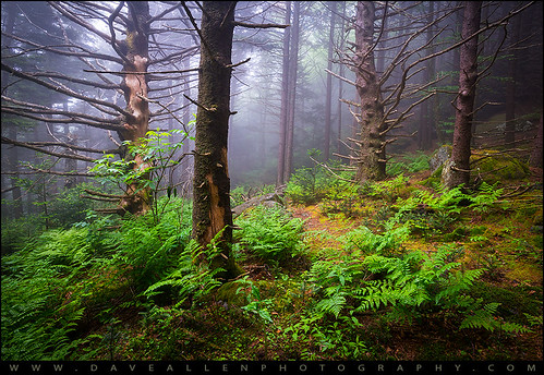 nature fog forest landscape outdoors nc woods tn tennessee northcarolina blueridgemountains appalachiantrail roanmountain outdoorphotographer