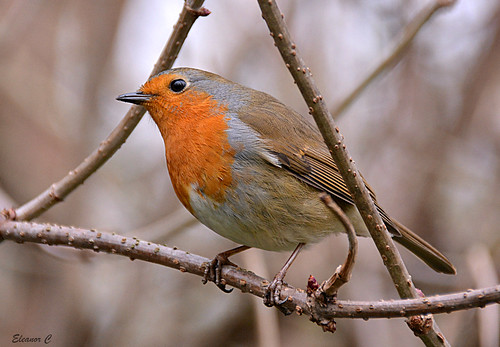 bird london robin kensingtongardens twigs nikond7100 december2014