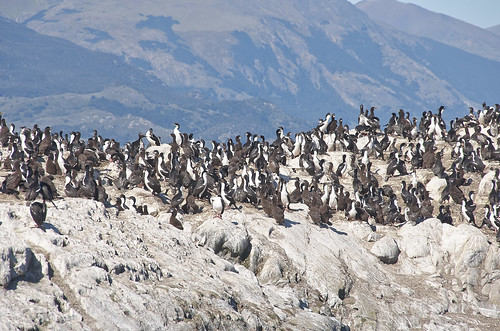 【写真】2015 世界一周 : ビーグル水道（ペンギン生息地まで）/2015-01-24/PICT8770