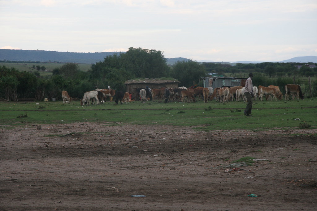 MEMORIAS DE KENIA 14 días de Safari - Blogs de Kenia - MASAI MARA III (30)