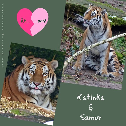 Die Tiger Katinka und Samur - Tiergarten Nürnberg - 2015