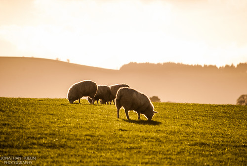 nature field animals wales nikon sheep country hills herd d3000