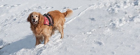 Tahoe rescue dog