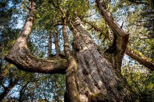 科學家發現，植物的感知能力超乎我們想像，圖為司馬庫斯的巨木群。圖片來源：Shenghung Lin（CC BY-NC-ND 2.0）