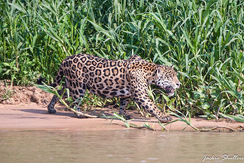 Jaguar-Cuiaba2 (1 of 1)