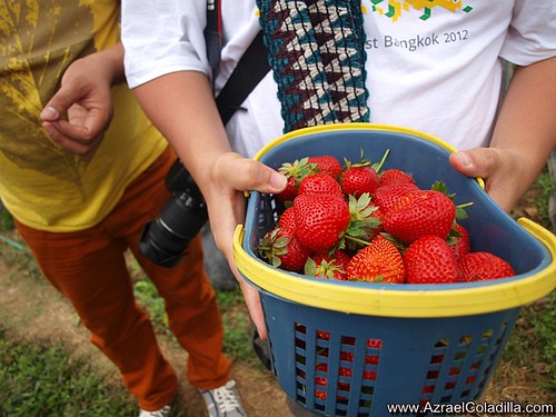 Baguio tour blog 14–Strawberry picking at Strawberry farm in La Trinidad