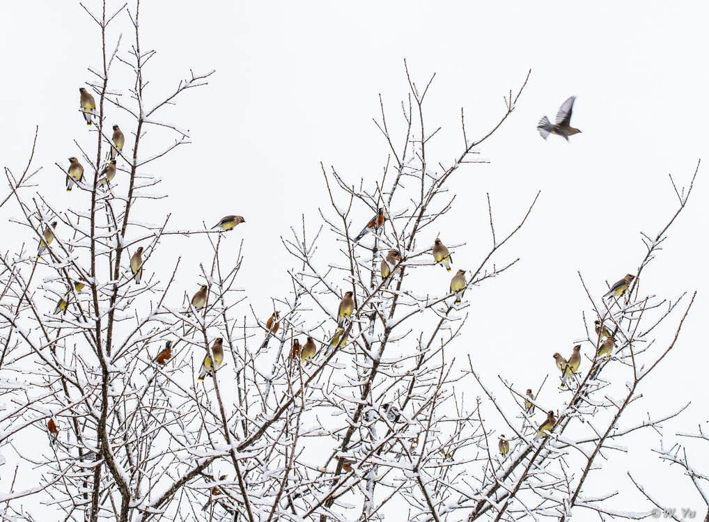 birds in snow-7
