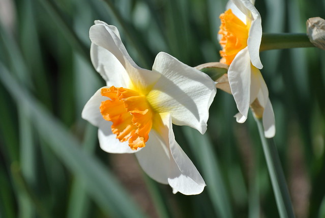 Close up of spring flowers