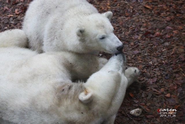 Polar Bear Giovanna & Nobby2014_11_26 172