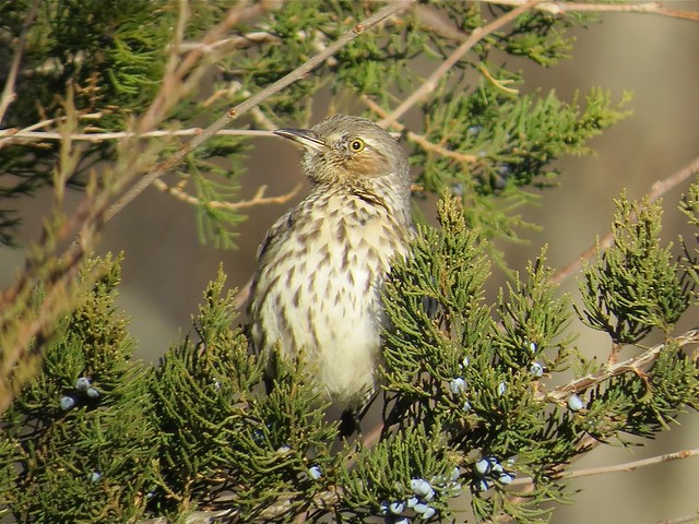 Sage Thrasher at Log Cabin Hill Rd in Putnam County, IL 073