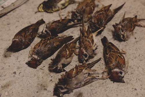 這天撿到11隻疑似農藥中毒的麻雀。圖片來源：田文社