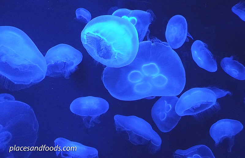 sea aquarium moon sea jelly fish